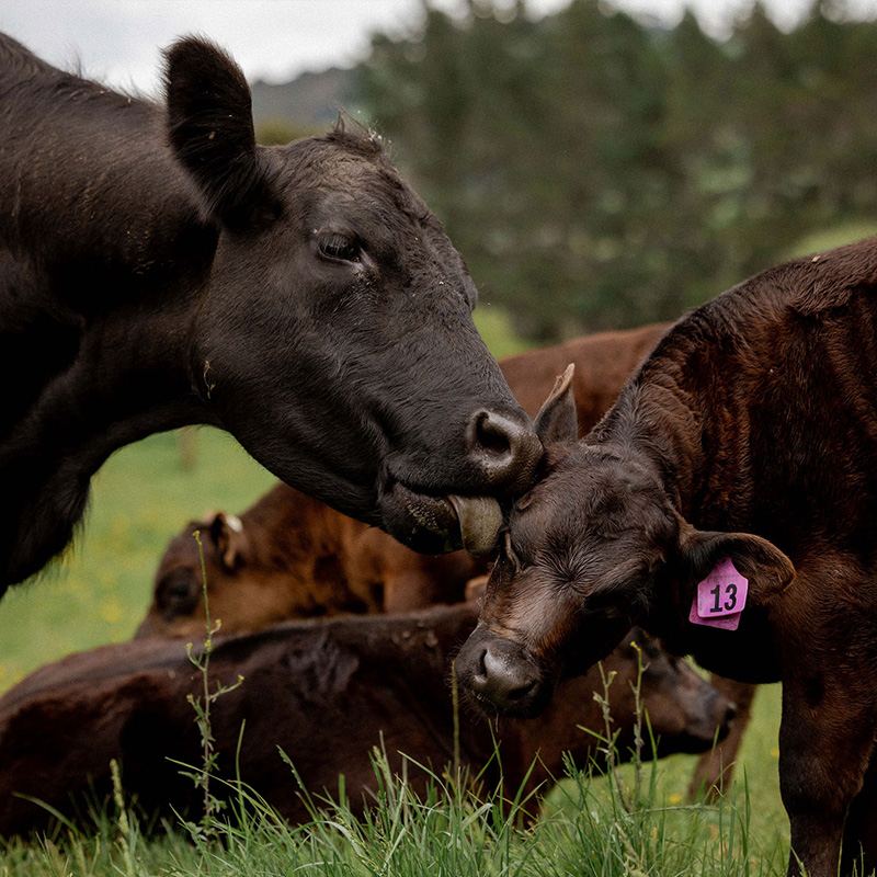 Riverrock Angus cattle in the paddock