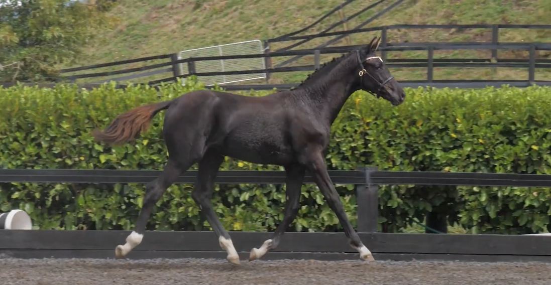 Riverrock Stella trotting in the arena
