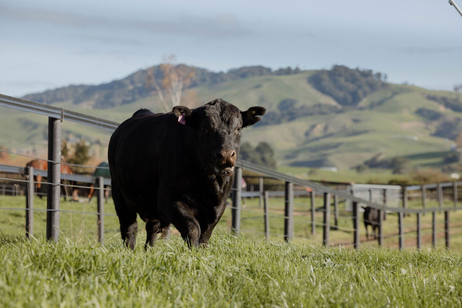 Riverrock Angus bull in the paddock