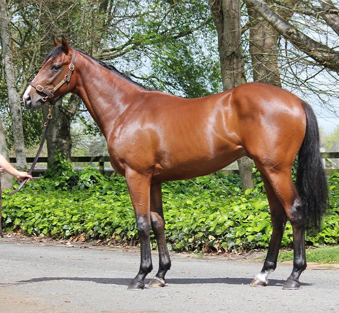 Lot 10: Vanbrugh x Diamantaire, conformation shot