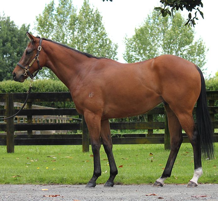 Lot 132: Contributer x McPhoebe, conformation shot