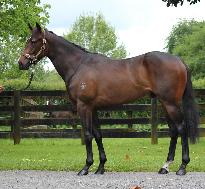 Lot 140: Ace High x Miss Thorn, conformation shot