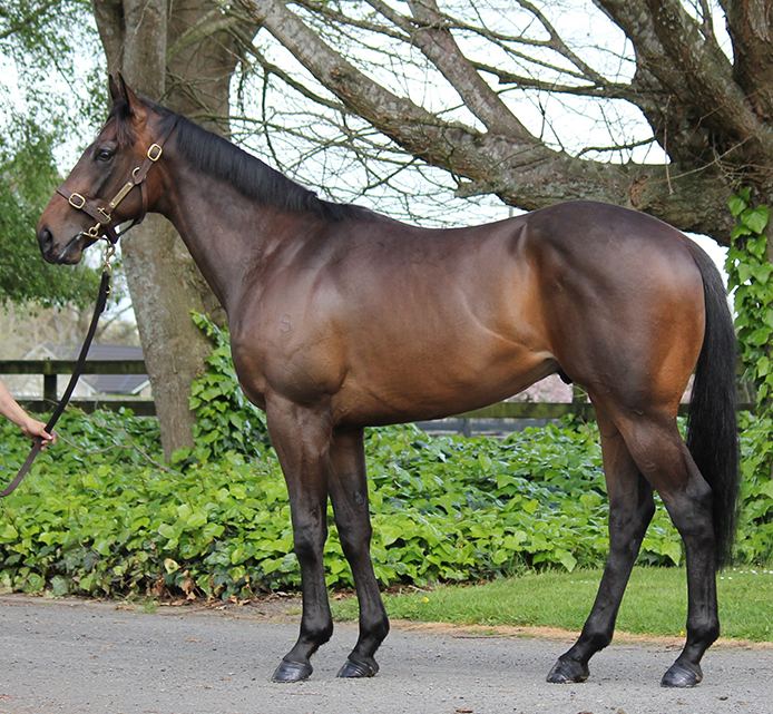 Lot 158: Charm Spirit x Oh Dee Jay, conformation shot