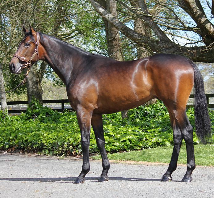 Lot 159: Tarzino x Okura Rose, conformation shot