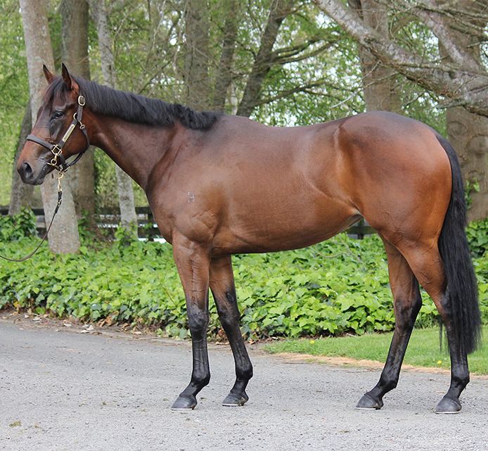 Lot 185: Almanzor x Poppy Star, conformation shot