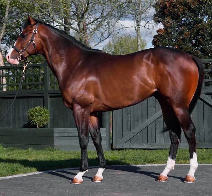 Lot 189: Cosmic Force x Princess Marizza, conformation shot