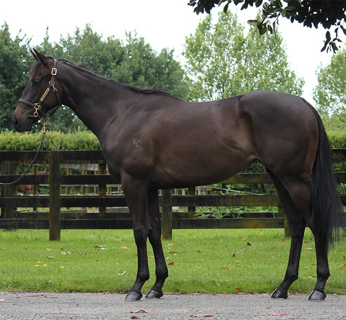 Lot 247: Ten Sovereigns x Soltina, conformation shot