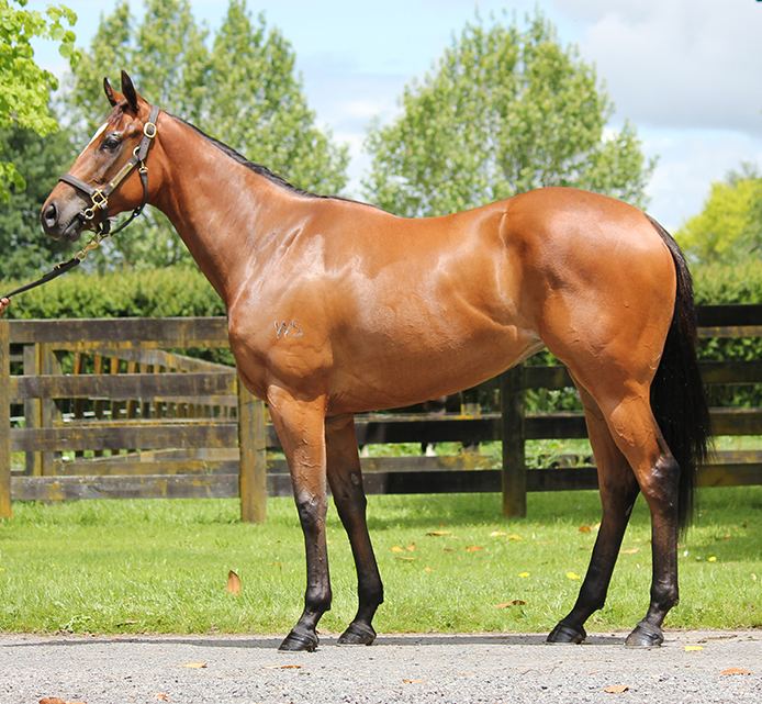 Lot 250: Tivaci x Sound Works, conformation shot