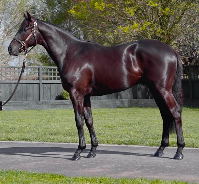 Lot 260: Savabeel x Subatomic, conformation shot