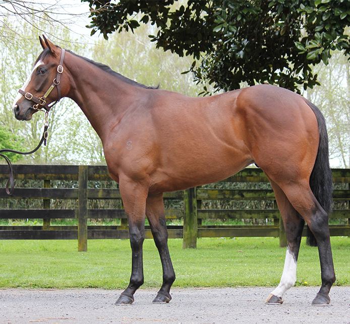 Lot 292: Preferment x Valencia's Image, conformation shot