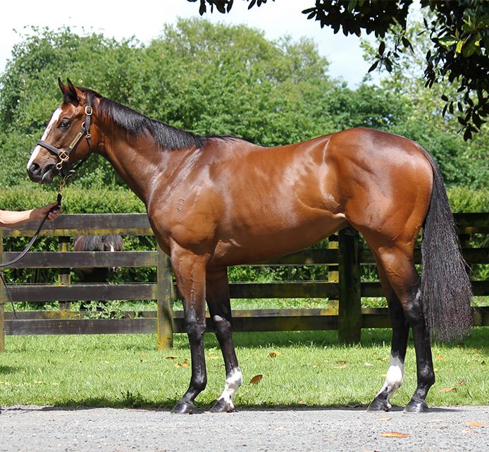 Lot 306: Nicconi x Whymelo, conformation shot