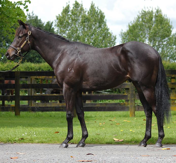 Lot 328: Sweynesse x Antariya, conformation shot