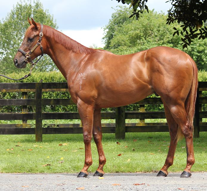 Lot 352: Jungle Cat x Bodalay, conformation shot