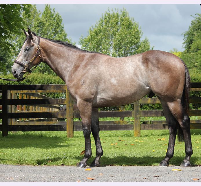 Lot 39: Charm Spirit x Flavigny, conformation shot
