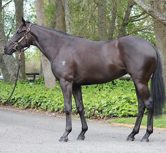 Lot 59: Ace High x Hei Matau, conformation shot