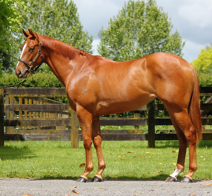 Lot 84: Sweynesse x Kamaria, conformation shot