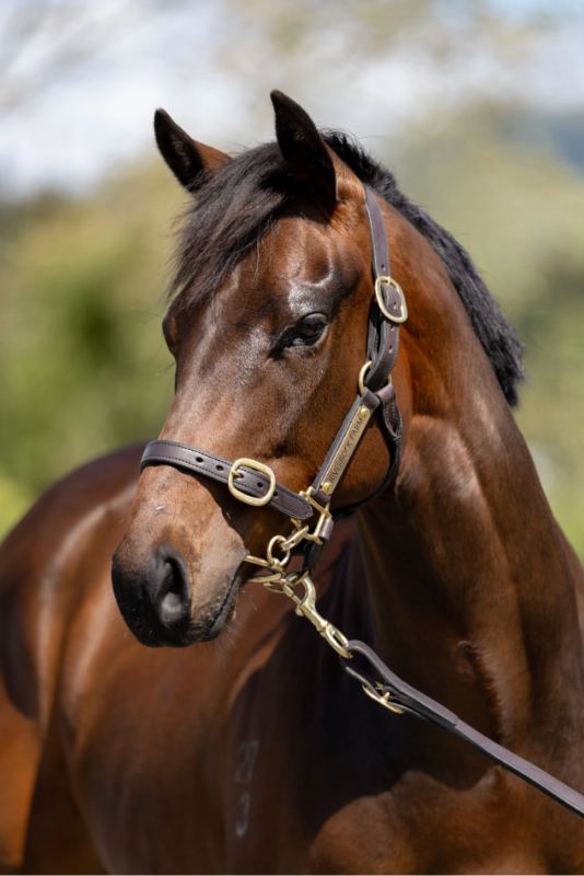 Lot 112: Satono Aladdin (JPN) x Sima