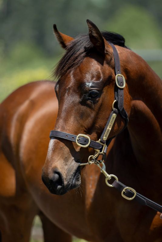 Lot 117: Ardrossan (AUS) x Snowdonia