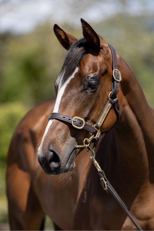 Lot 120: Ribchester (IRE) x Soltina