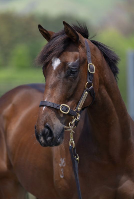 Lot 13: Hello Youmzain (FR) x O'Gio (AUS)