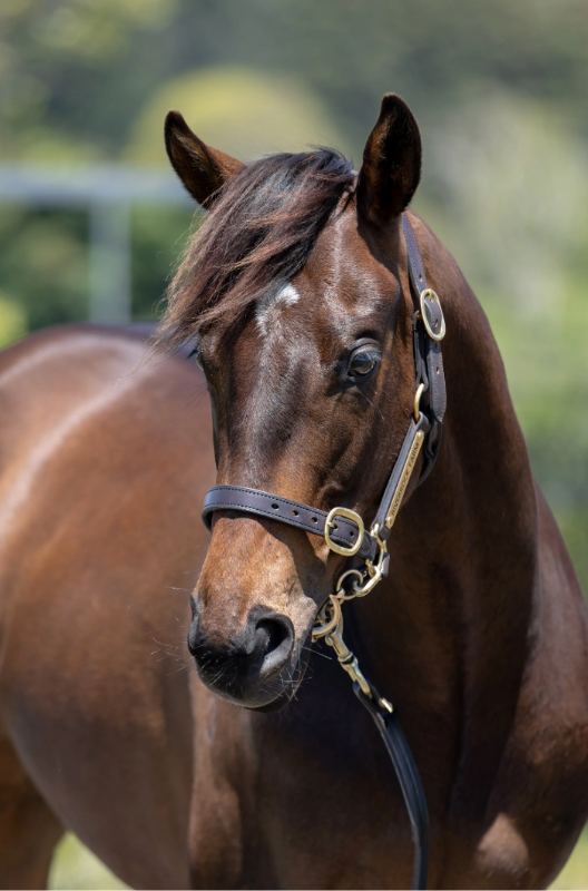 Lot 139: Palace Pier (GB) x Steelsheen