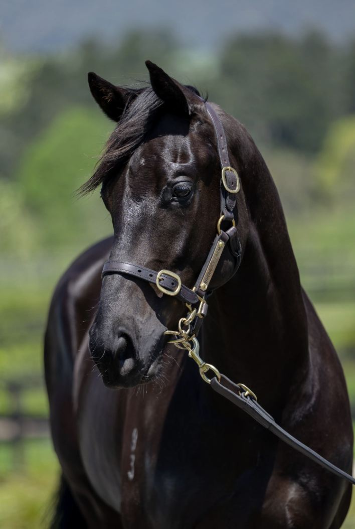Lot 160: Proisir (AUS) x Tick Tock