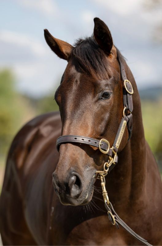 Lot 166: Street Boss (USA) x Tokelau