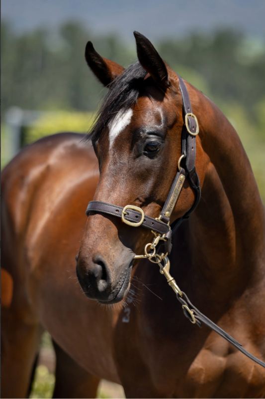 Lot 319: Alabama Express (AUS) x Empress Zhao