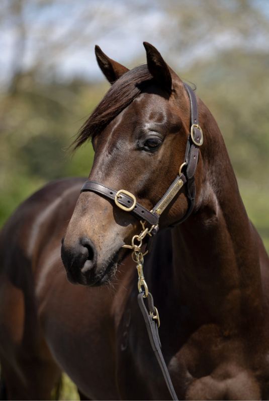 Lot 323: Savabeel (AUS) x Ethical Award