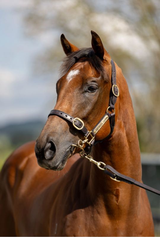 Lot 378: Tassort (AUS) x Ice Baby