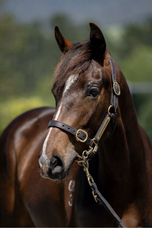 Lot 386: Satono Aladdin (JPN) x Initiative