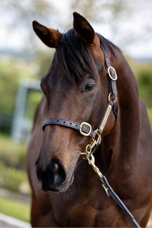 Lot 4: Vanbrugh (AUS) x Near Time (GB)