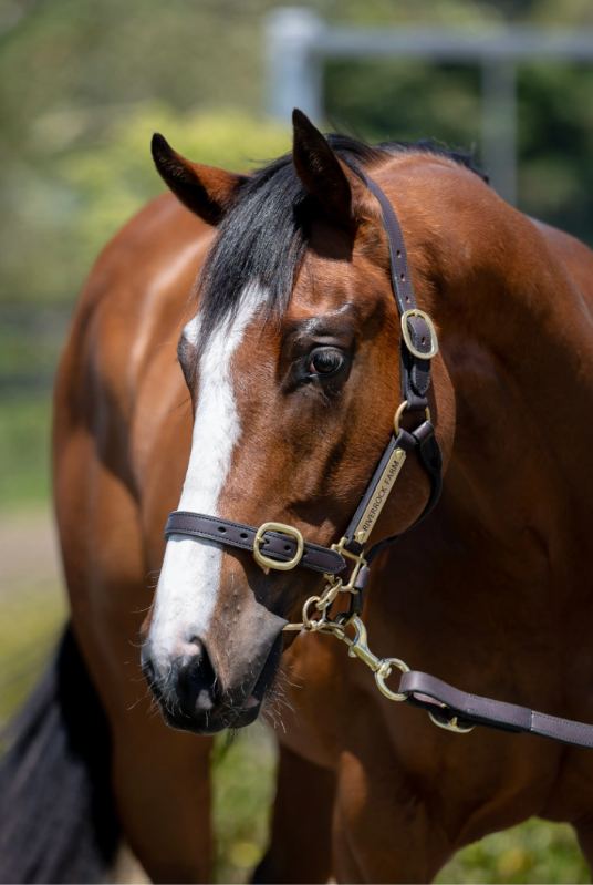 Lot 44: Contributer (IRE) x Pipsqueak Rose
