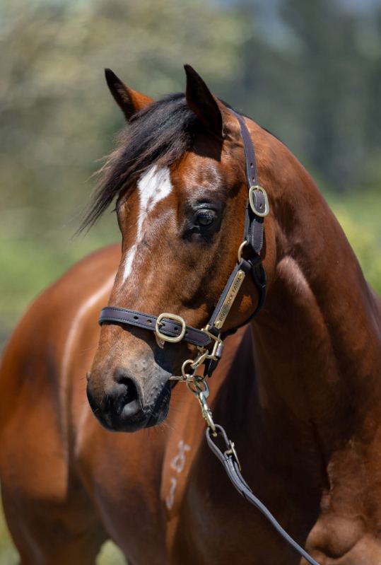 Lot 440: Xtravagant (NZ) x Love