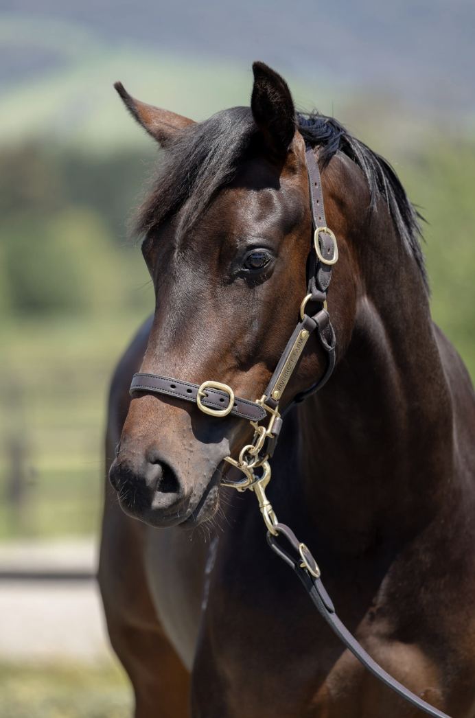 Lot 444: Almanzor (FR) x Madam Woo