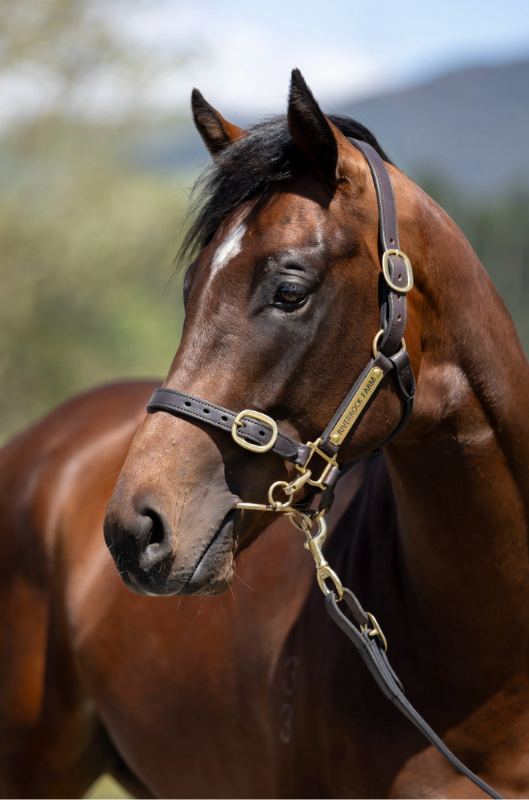 Lot 9: Sword of State (AUS) x O'Carol