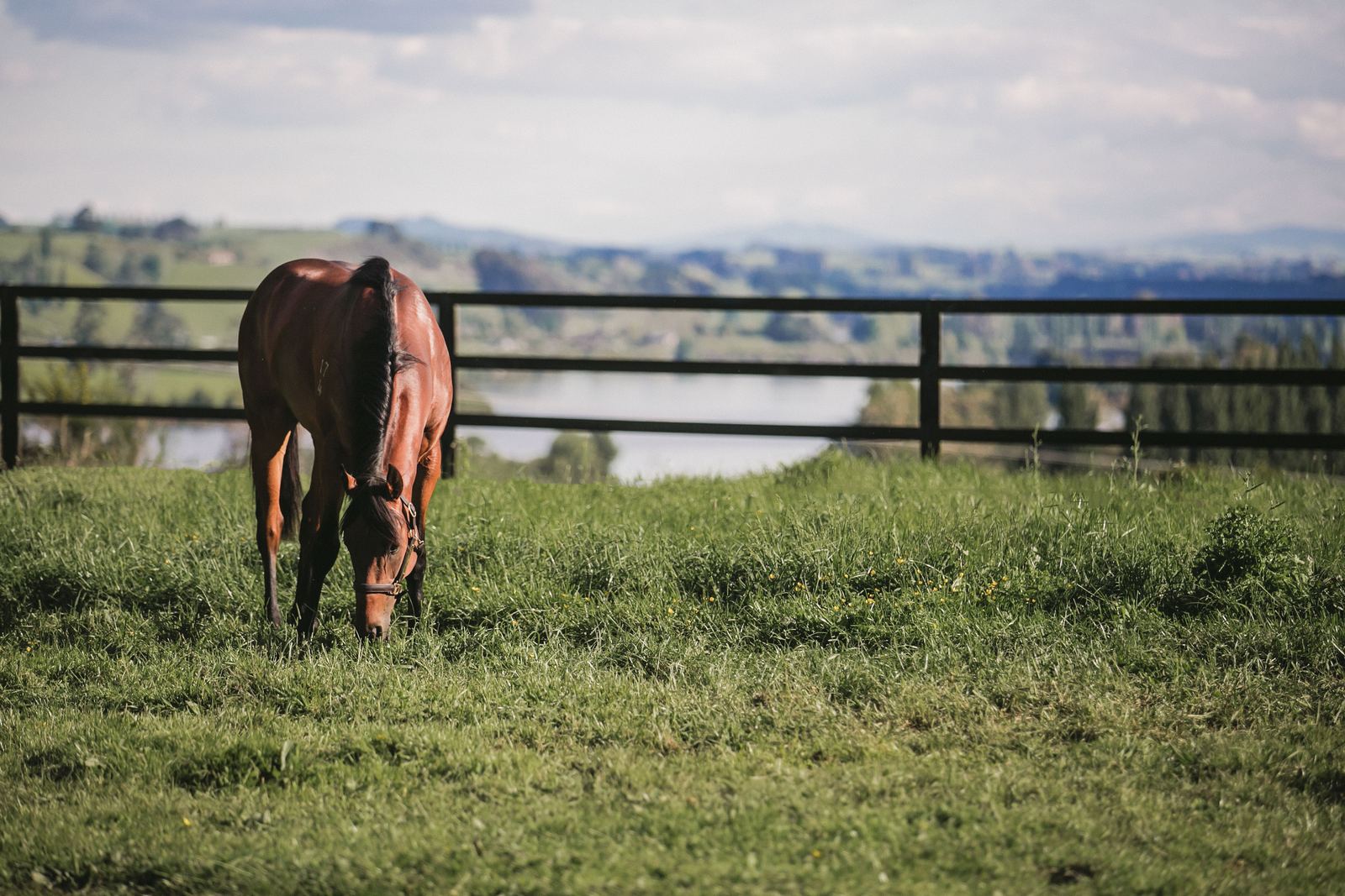 Horse grazing in a Riverrock paddock