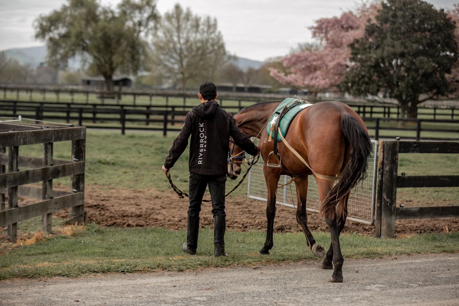 Young horse education in the arena at Riverrock Farm