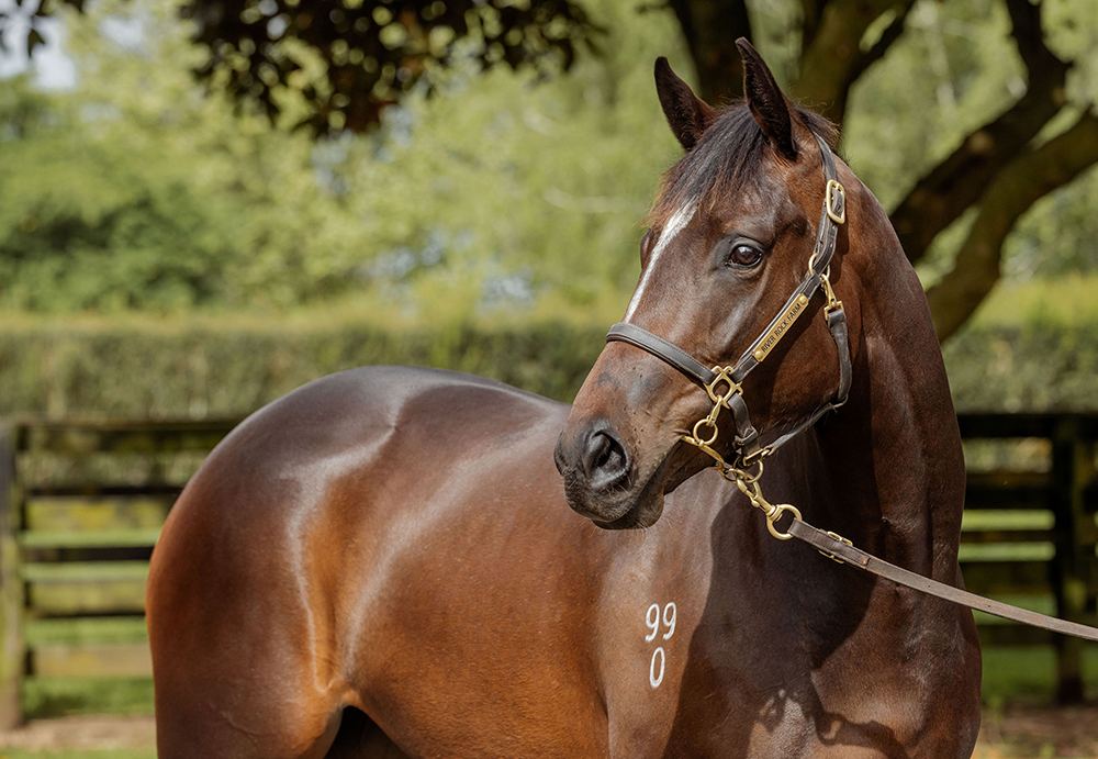 Yearling presented for selection