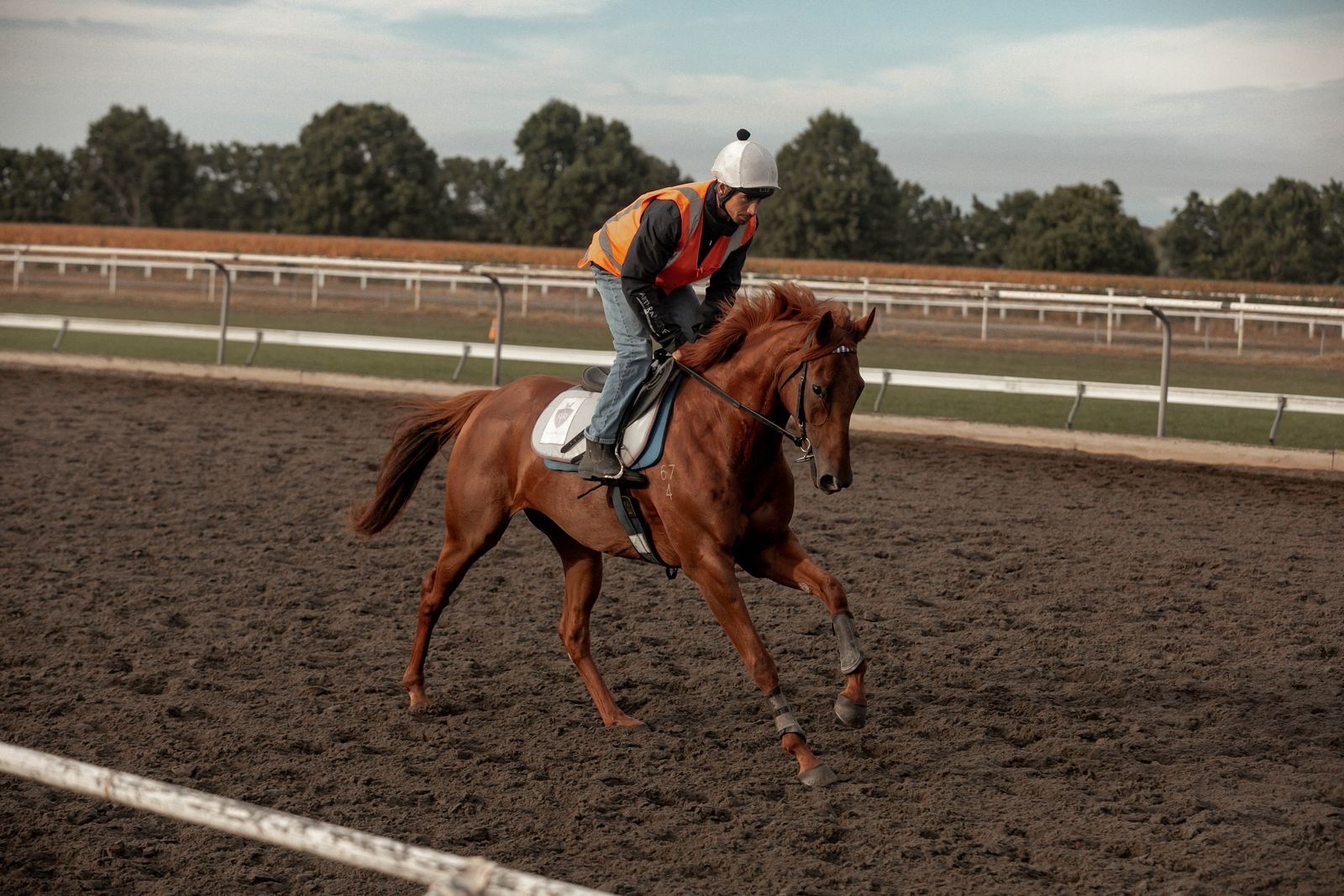 Racehorse galloping on the training track