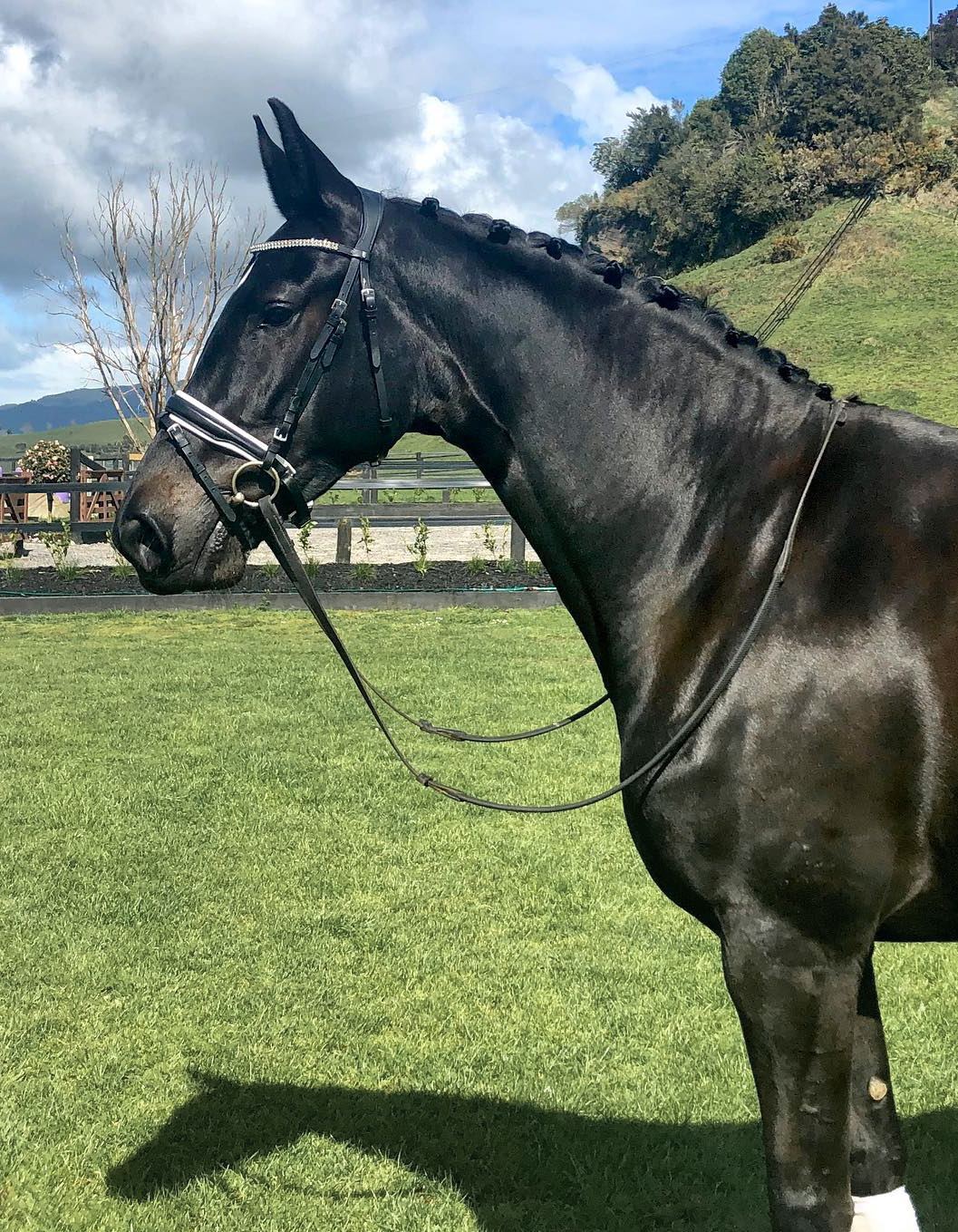 Riverrock Nigella standing in the paddock