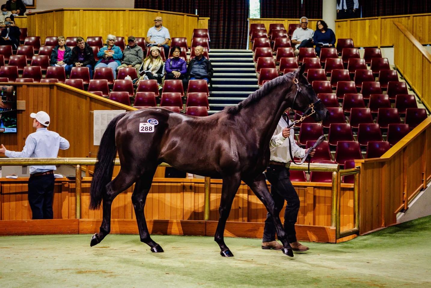 The Churchill x Bagitol colt in the ring at the NZB Ready to Run Sale