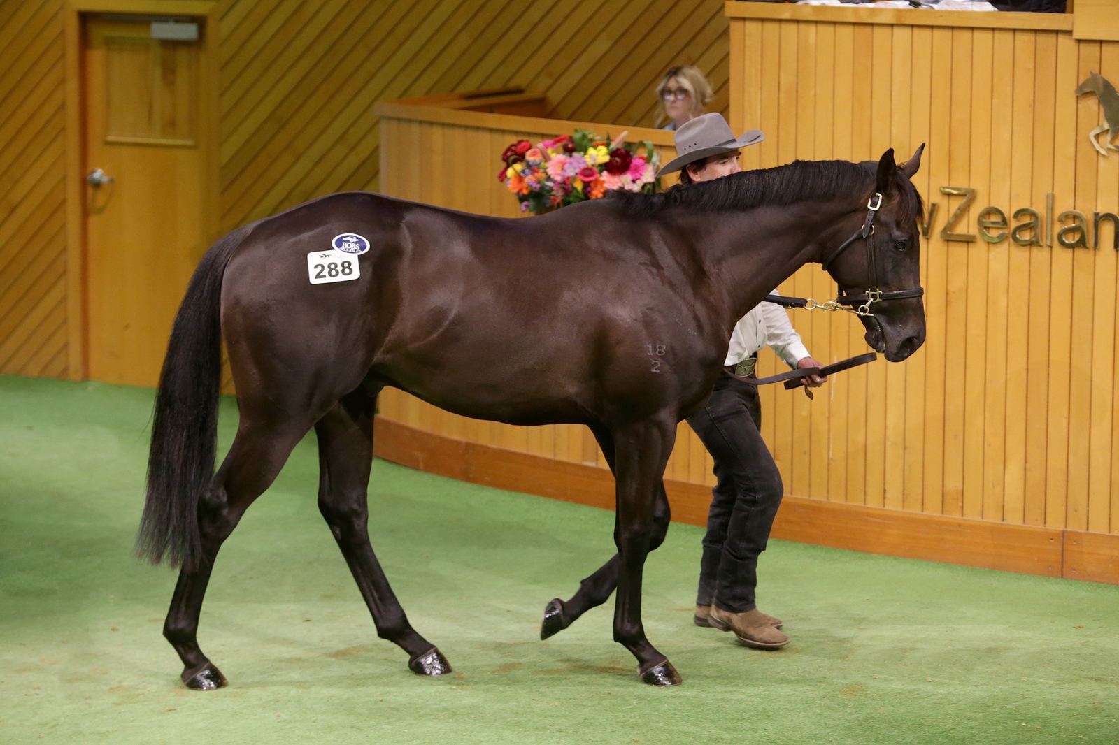 A Riverrock draft horse parading in the sale ring