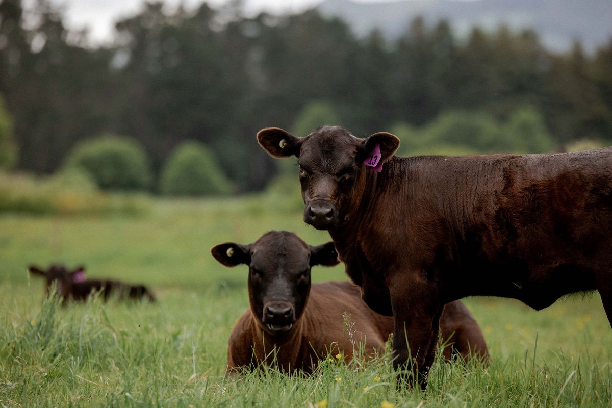 Riverrock Angus calves in the grass