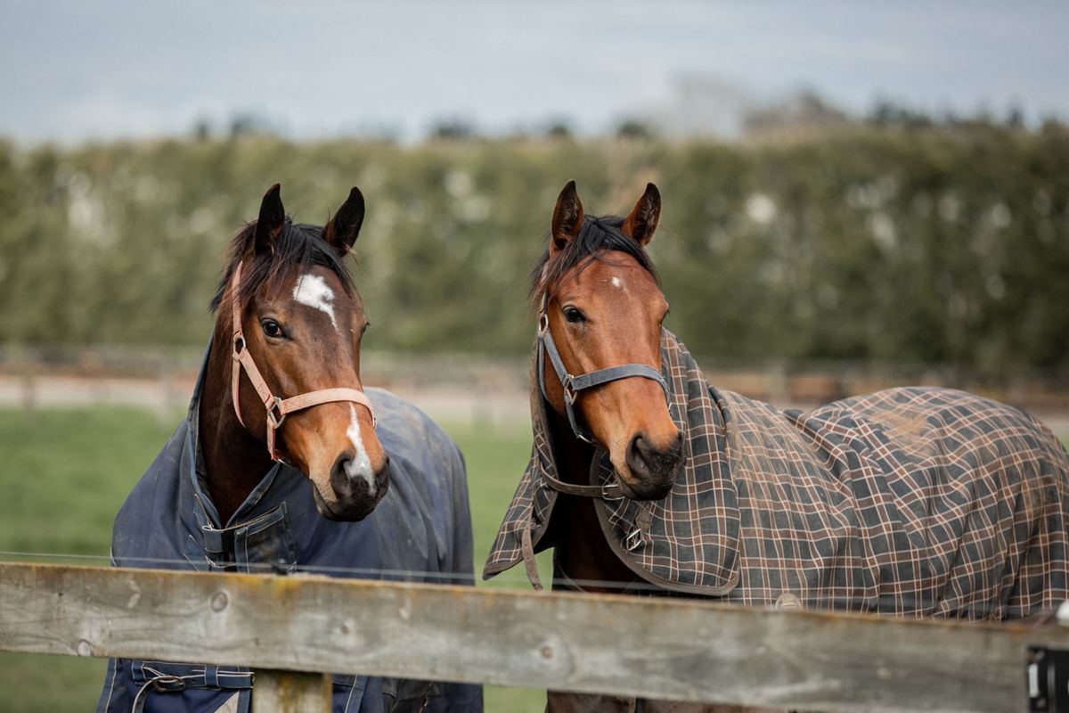 Two horses rugged up at the fence