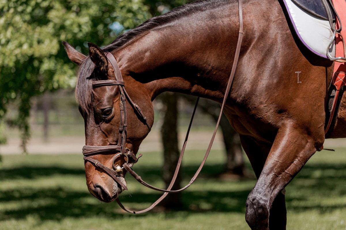 Saddled horse with its head down