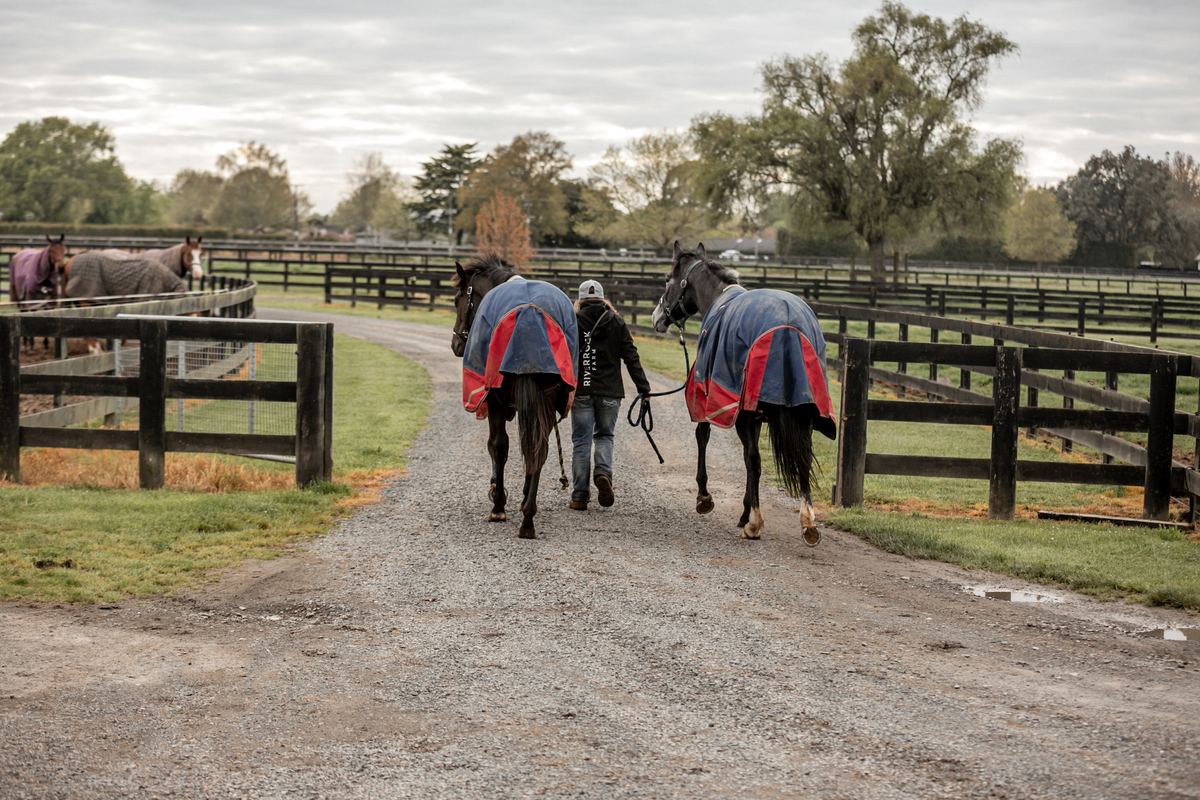 Horses being led to the sales